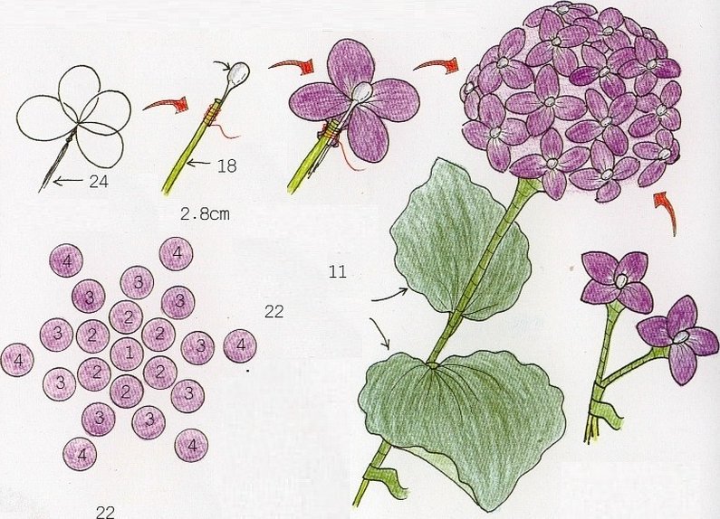 Hortensia - dannelse av en rund blomsterstand