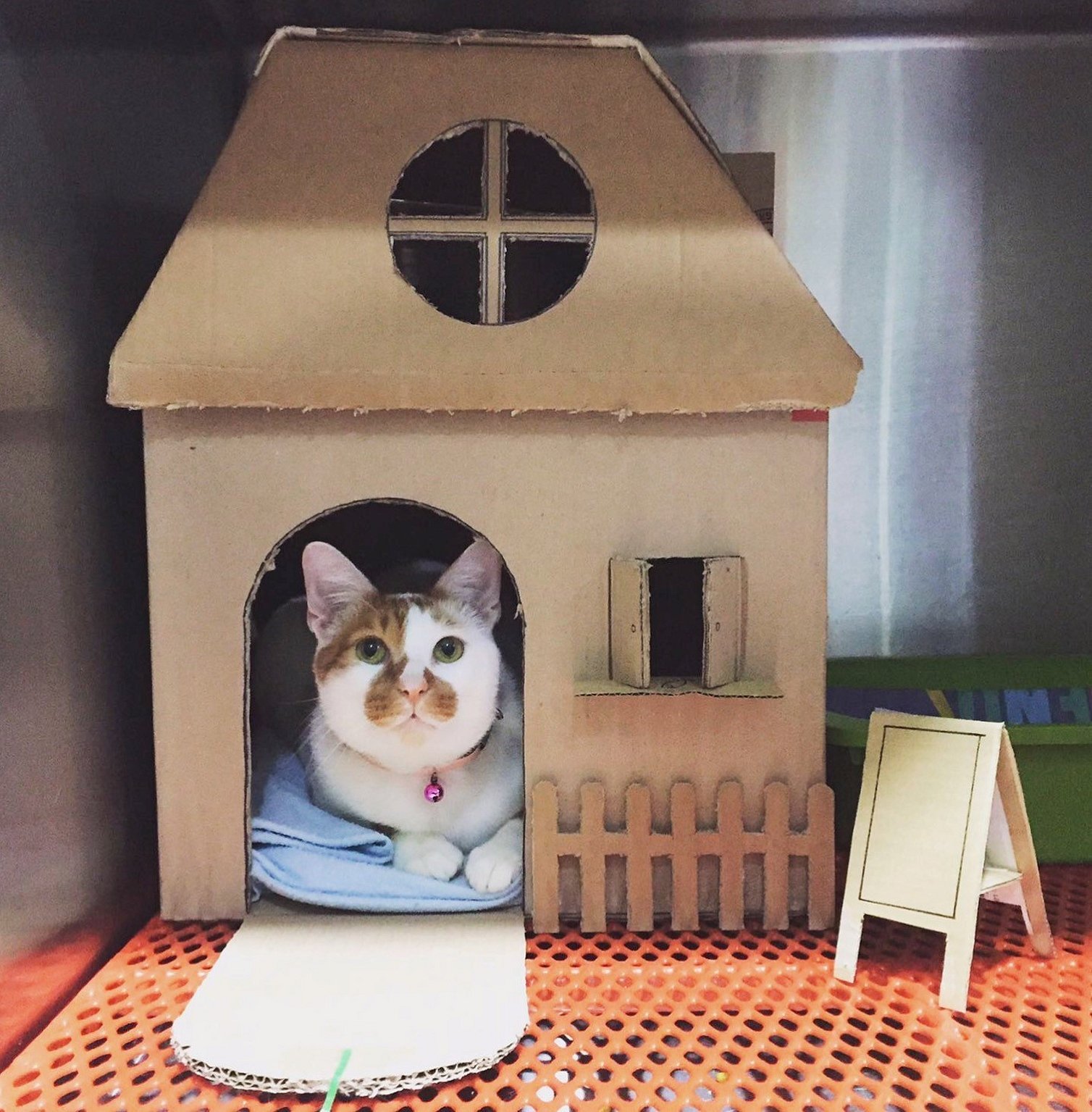 Kattehus laget av en pappeske