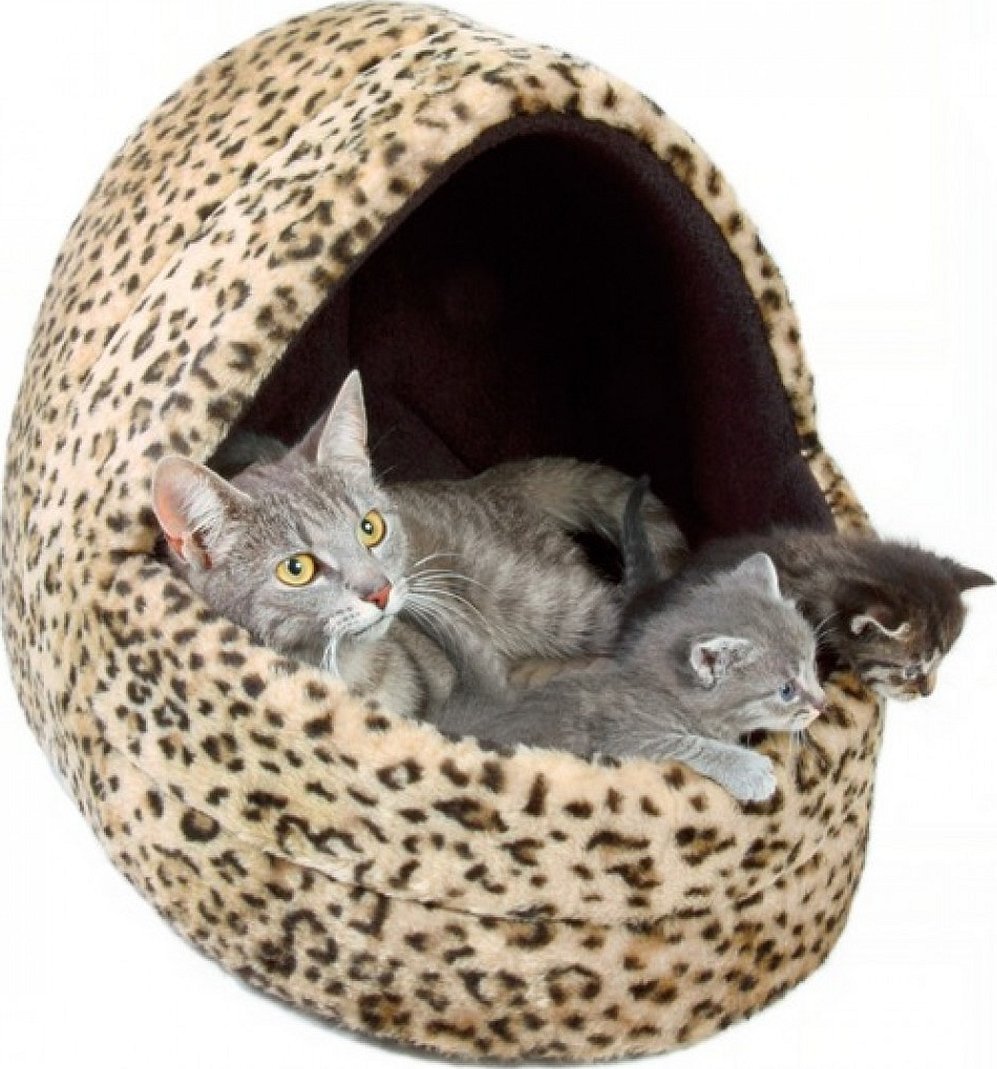 Seng for en katt og hennes avkom