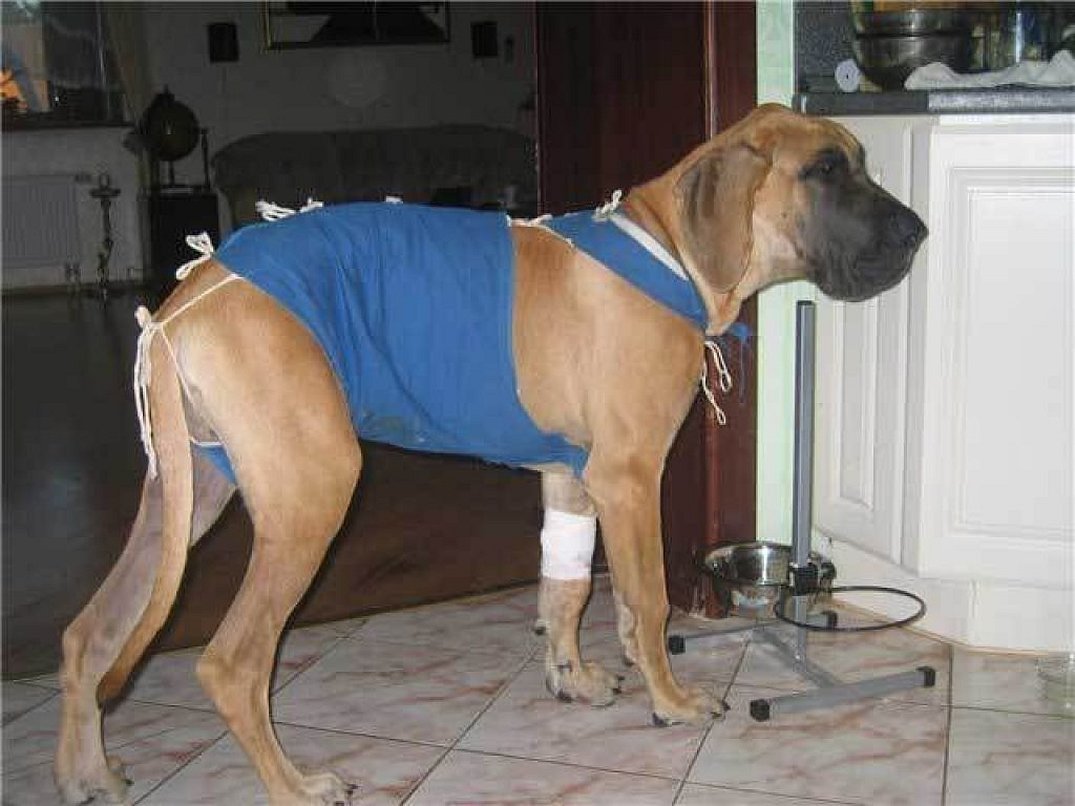 Du kan lage en bandasje til en hund selv
