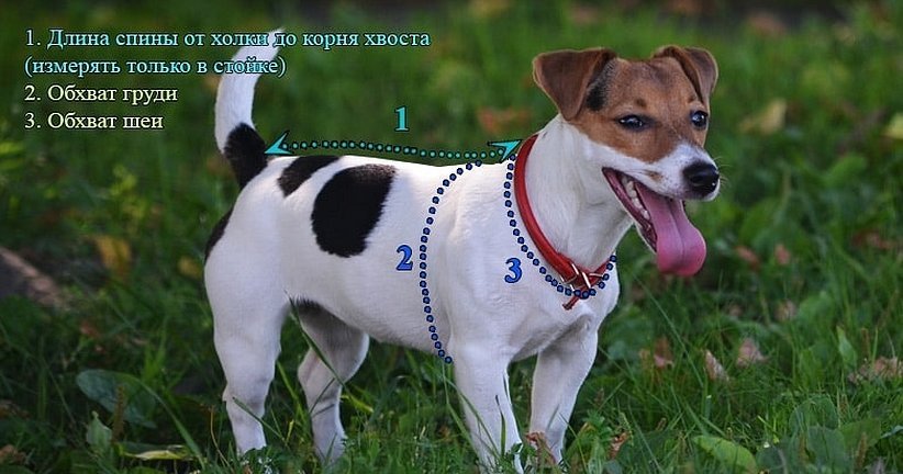 Mål på hundevest