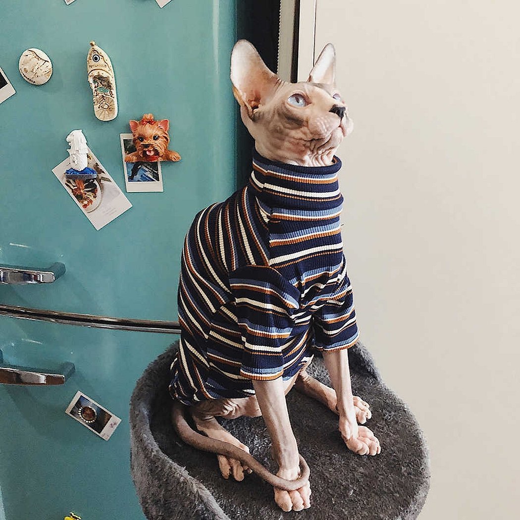 Strikket dress på en kanadisk katt