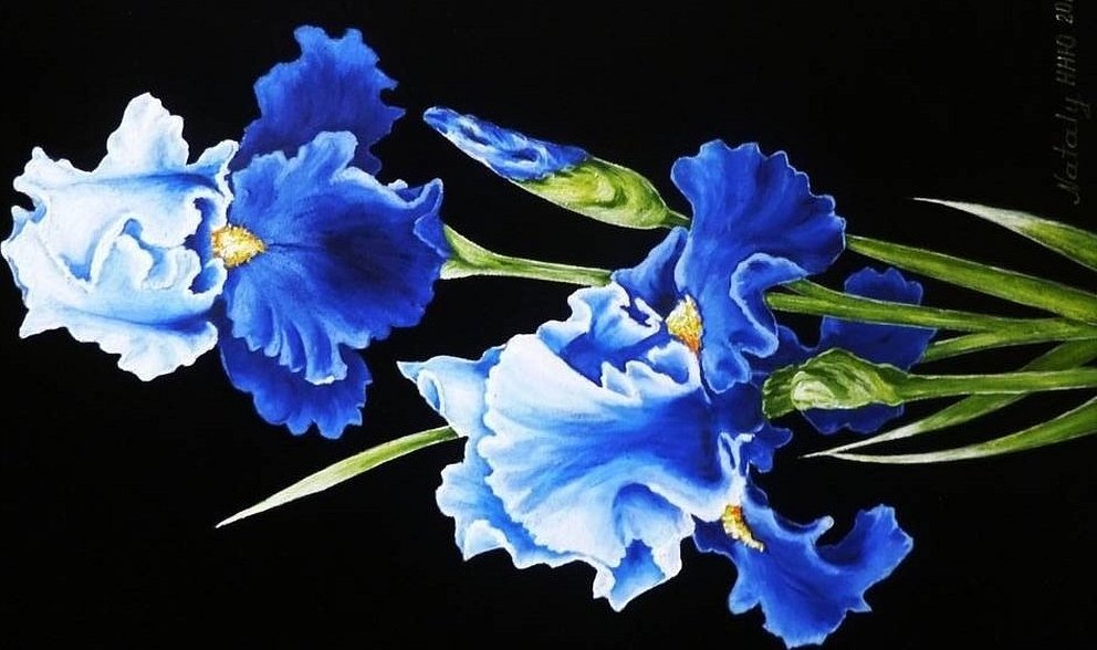 ดอกไม้สีฟ้าบนพื้นหลังสีดำ