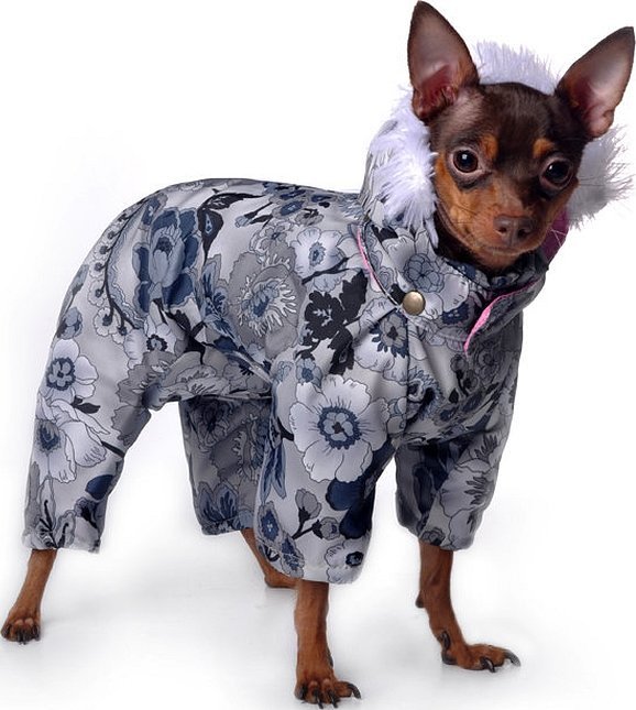Klær til toyterrier