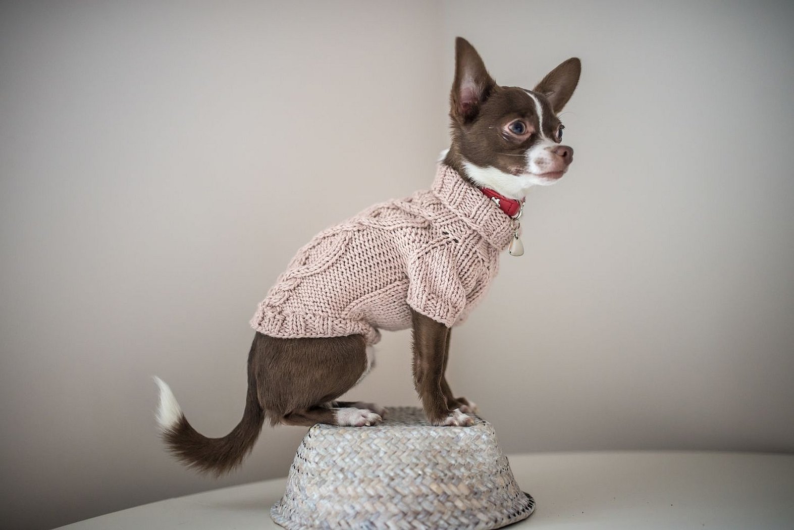 Strikkeklær til chihuahua