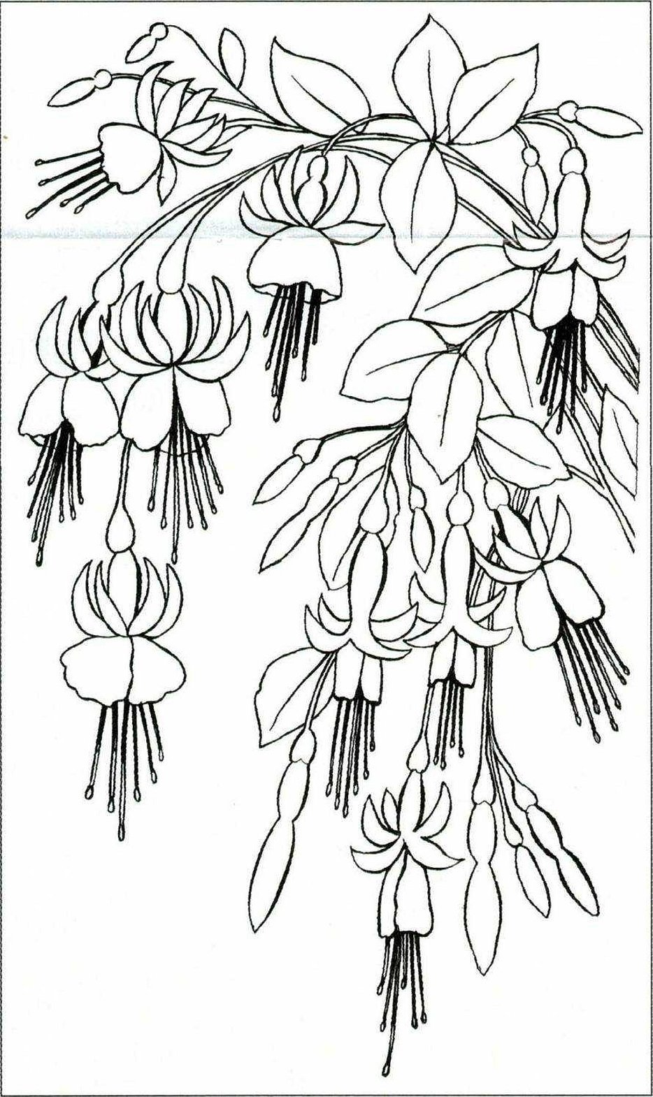 Fuchsia blomstermønster