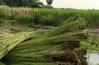 Jute-kratt