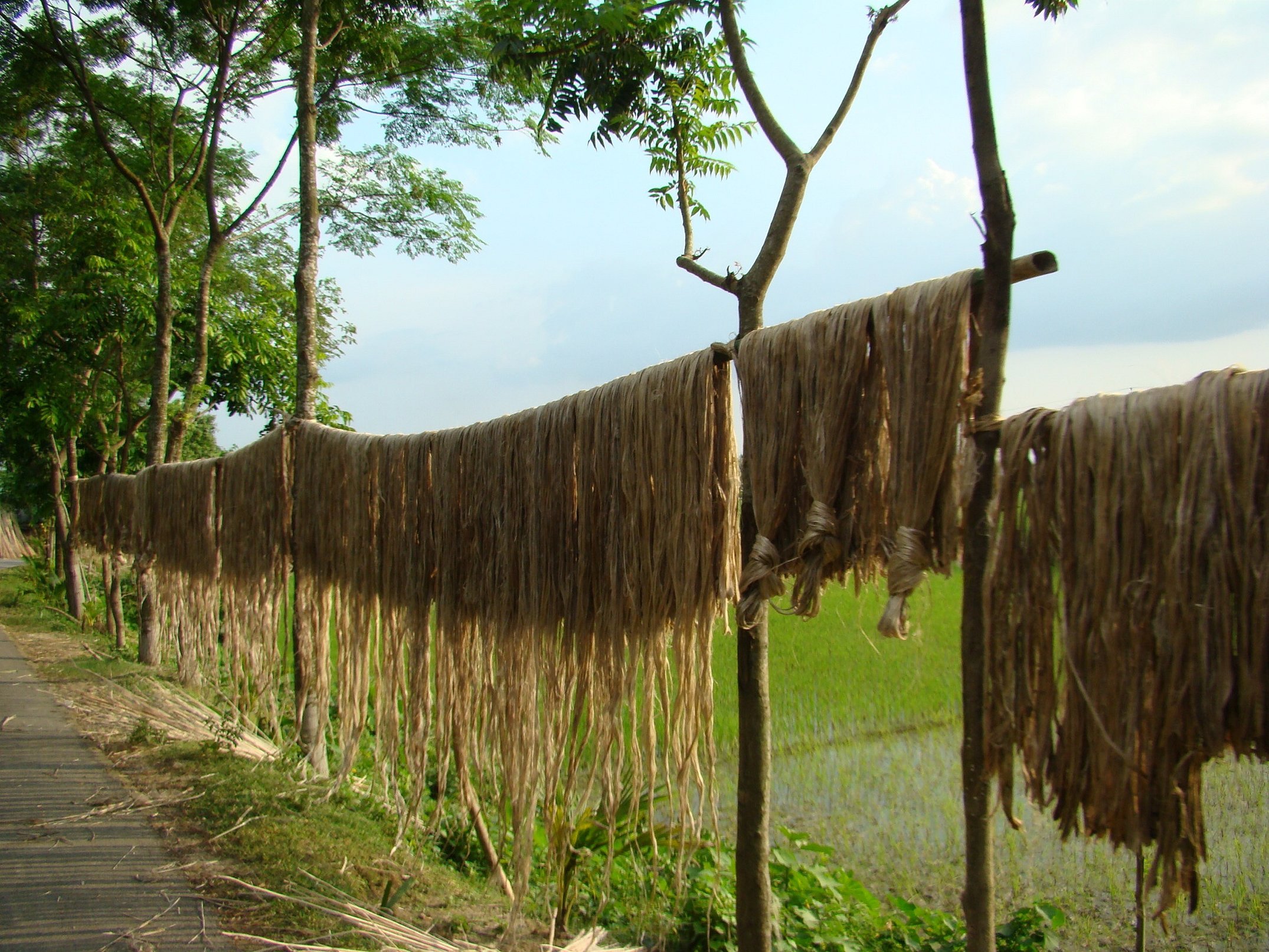 Jutefiber