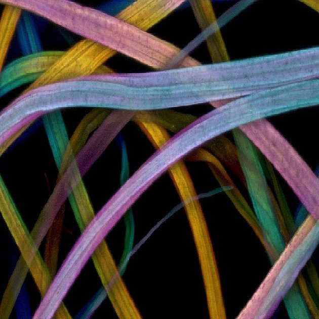 Mikroskopisk struktur av acetatfibre