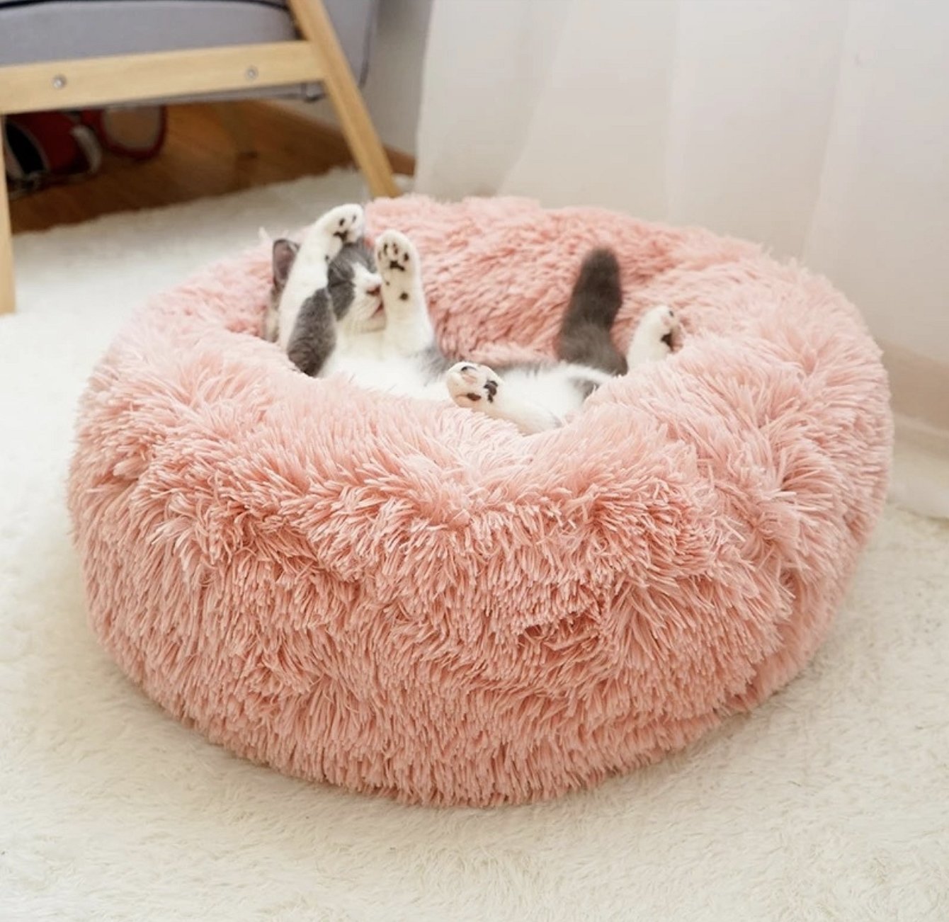 Saccosekkstol til katt