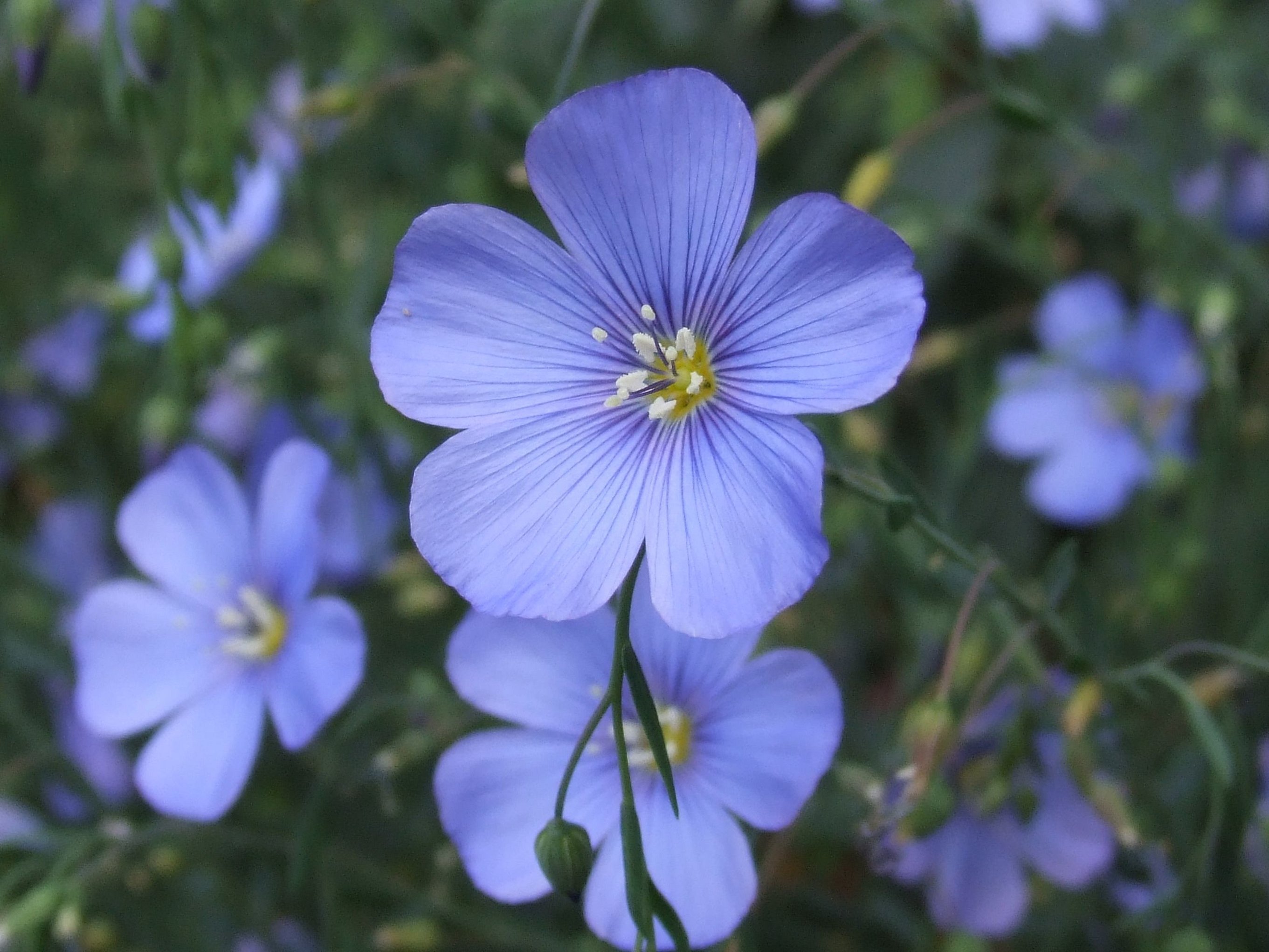 Blomst