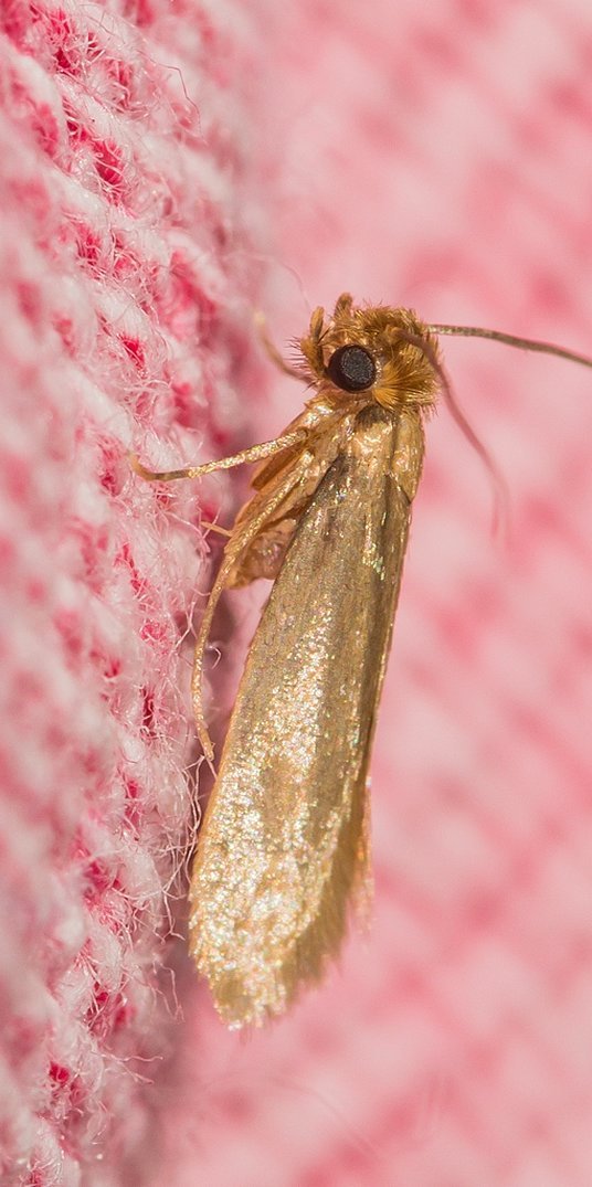 Moth elsker kasjmirvarer