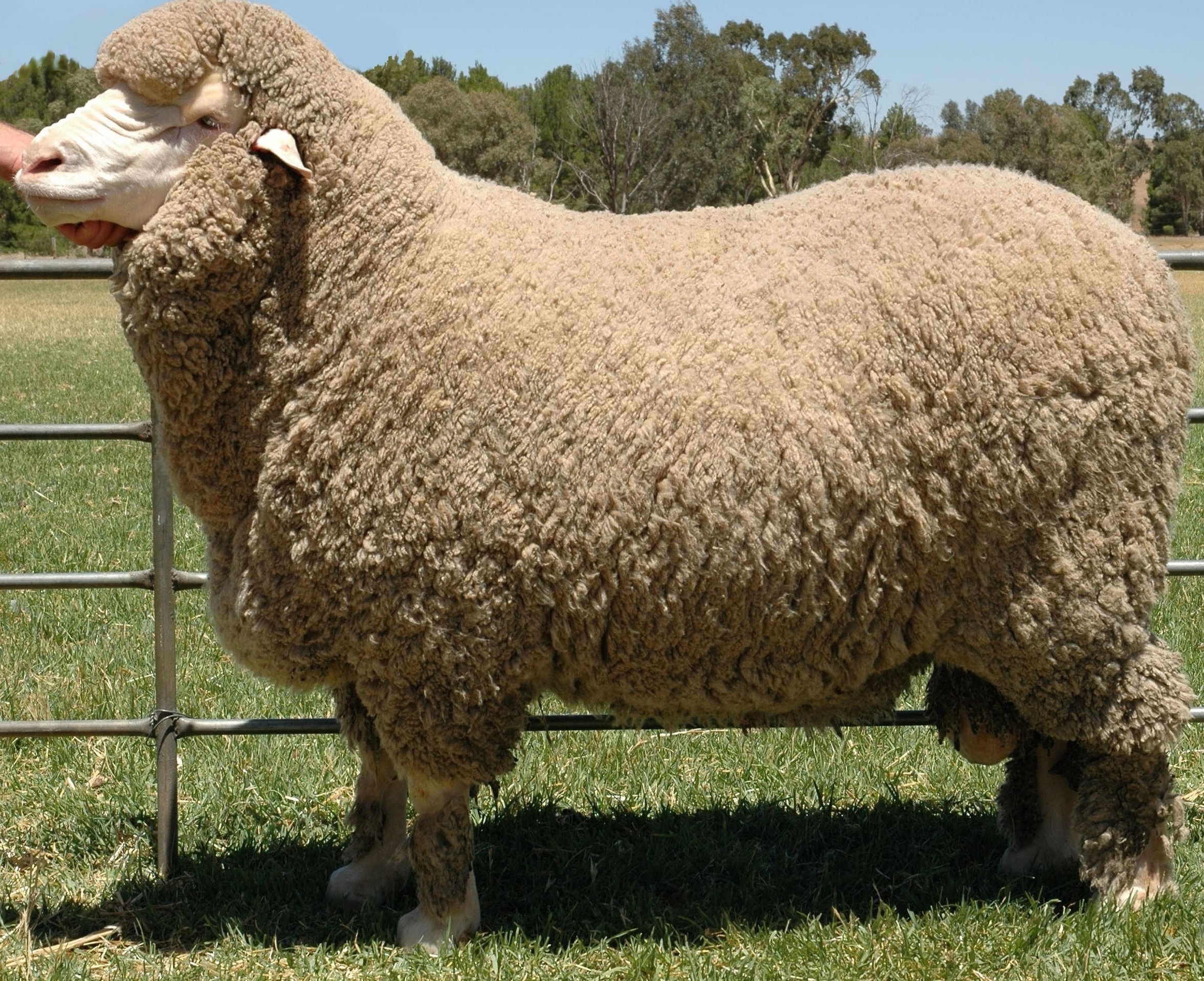 Merino-rasen