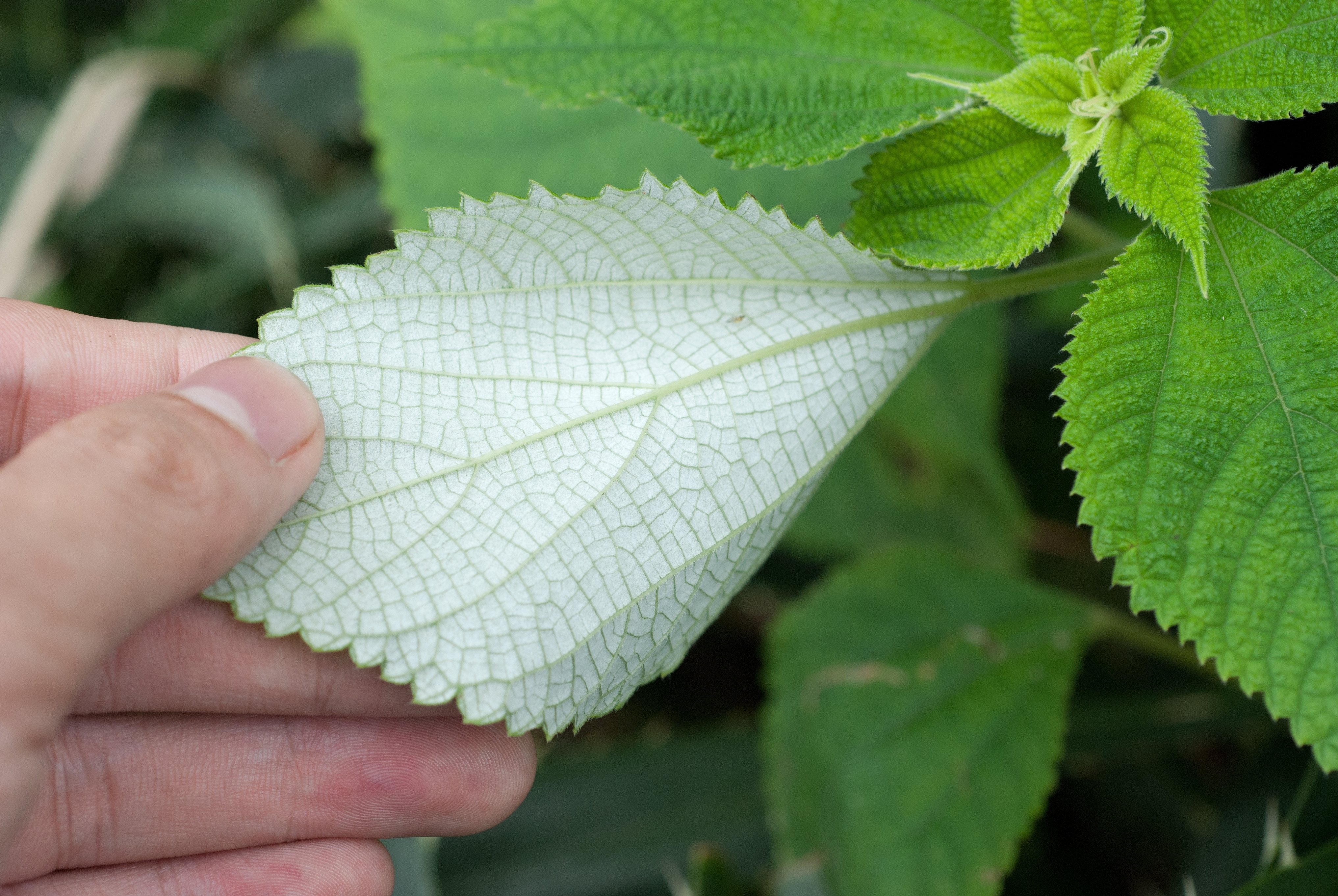 Hvordan ser planten ut?