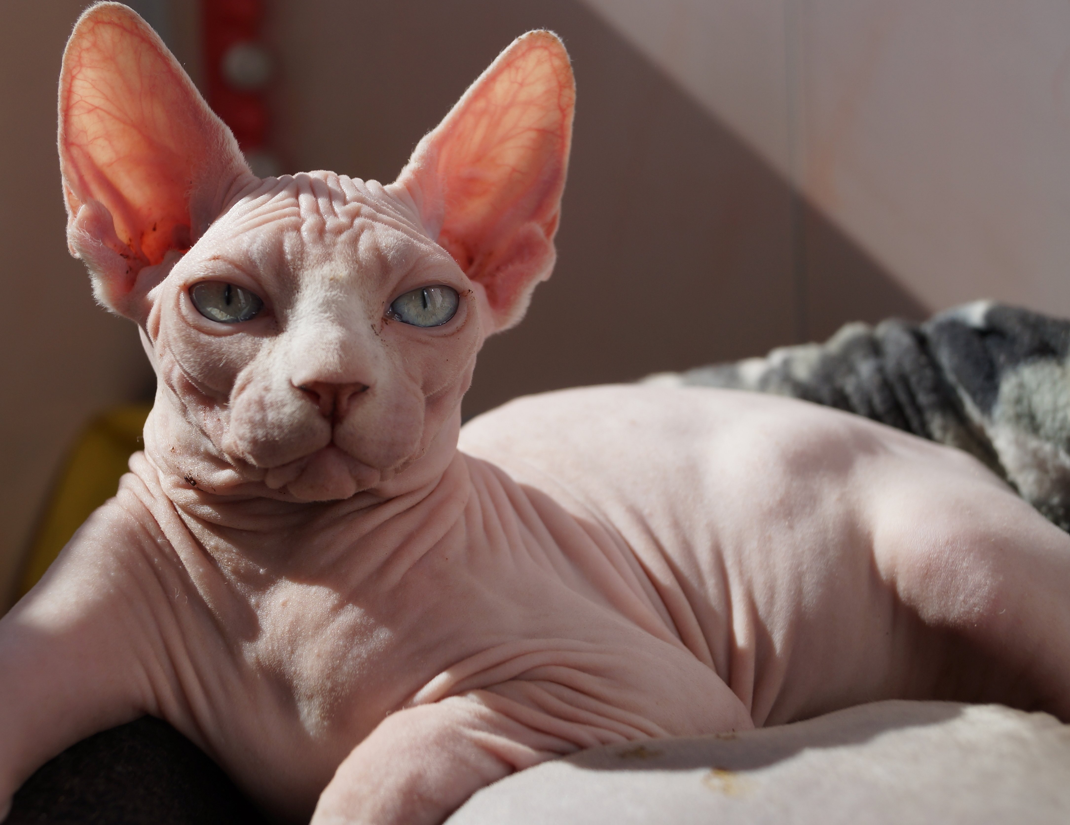 Sphynx-katt