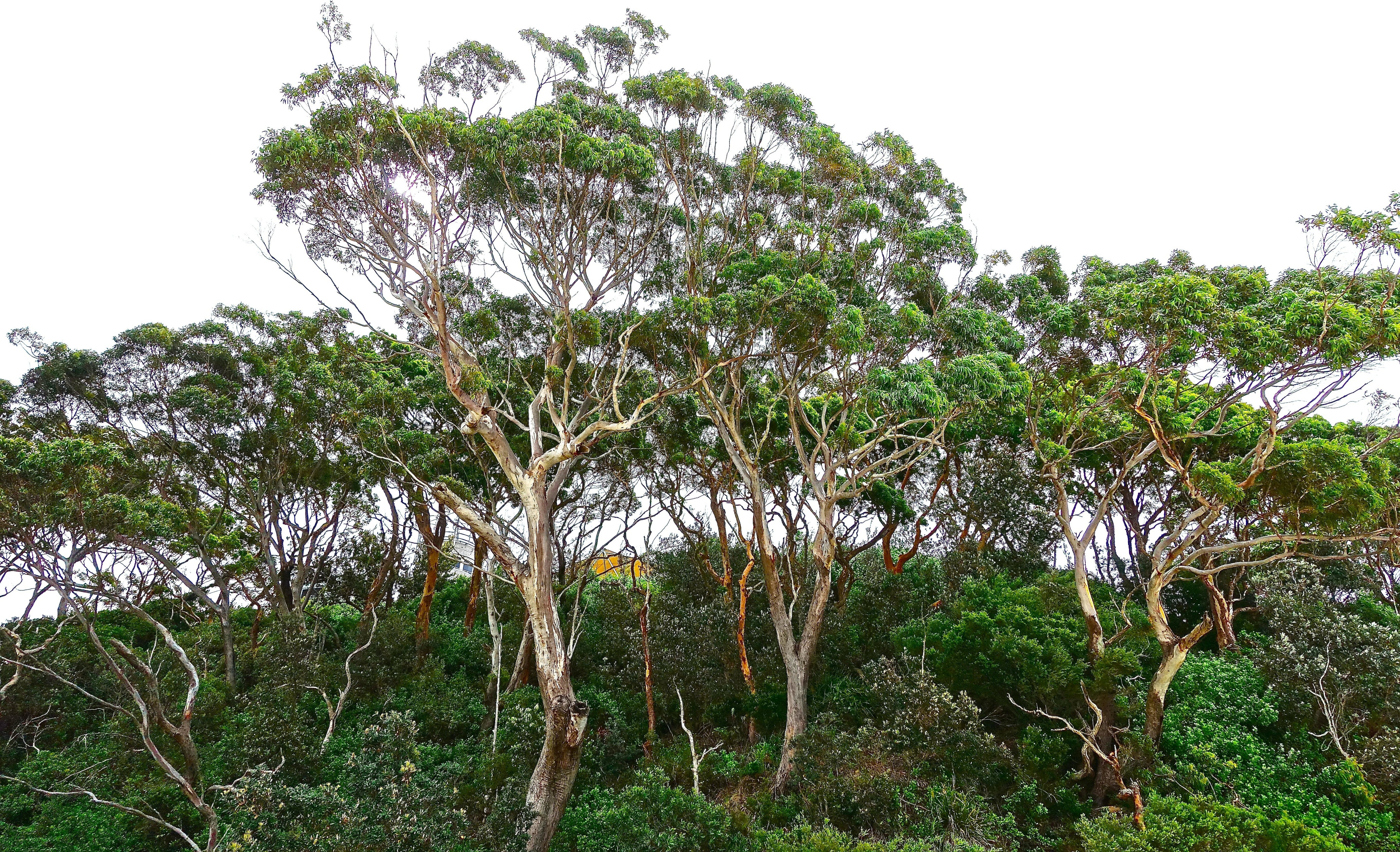 Australsk eukalyptus