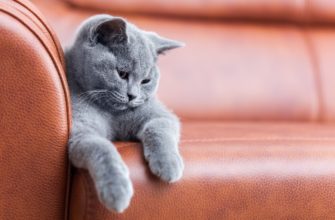 Gatto in casa